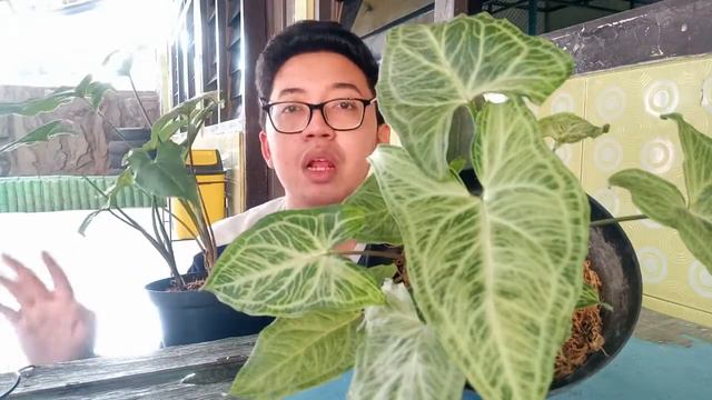 Syngonium Batik || Syngonium Super Murah tapi Gak Murahan!! смотреть онлайн