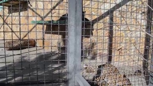 Как мы с котом Рыжиком рассказывали о дальневосточных леопардах ! смотреть онлайн