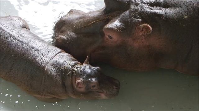 VIDEO-EXCURSION LONDON ZOO