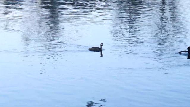 Большая поганка в Санкт-Петербурге смотреть онлайн