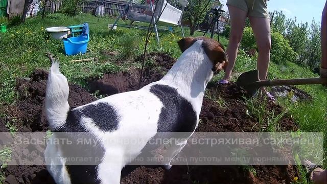 Горожанин на даче #3. Как посадить яблоню (таймлапс, весна) смотреть онлайн