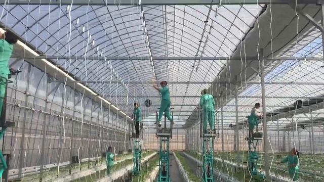 Забрасывание крючков на шпалеру для томата в теплице смотреть онлайн