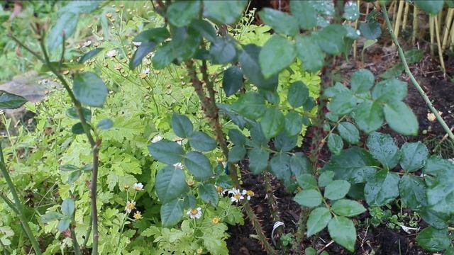 Дички у роз, или Как не потерять розу?!(для начинающих розоводов) смотреть онлайн