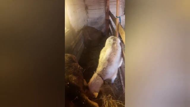 Мои козы завтракают! Утренеее кормление! Альпо-нубийские козы. смотреть онлайн