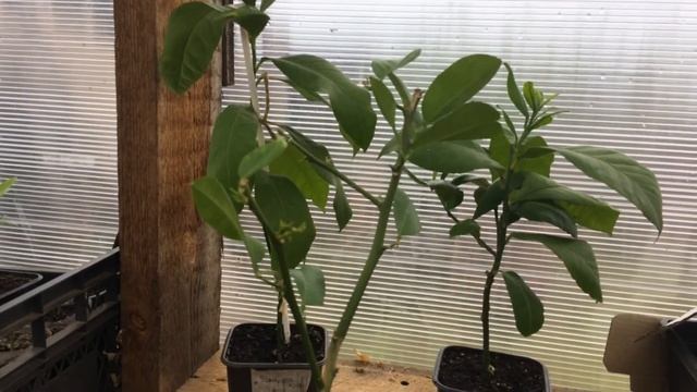 Лимоны укоренились от Воздушных отводок. Мариана и Михаил/Life in the village смотреть онлайн