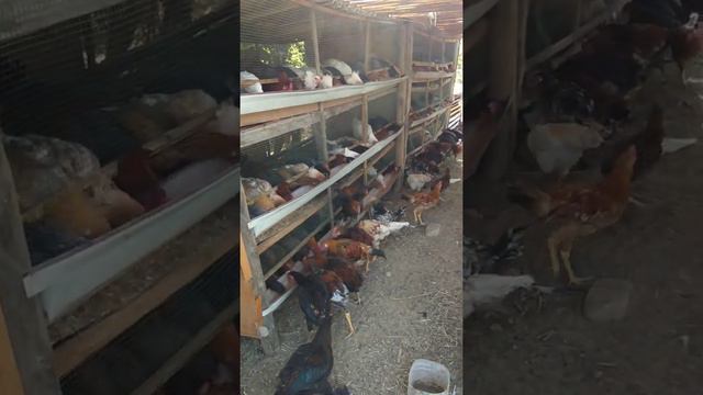 курица на даче смотреть онлайн