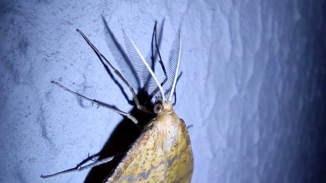 Пяденица каемчатая? Перистый тип усиков? смотреть онлайн