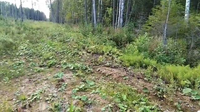 Как люди в старину жили в таких болотах??? 12км в одну сторону... смотреть онлайн