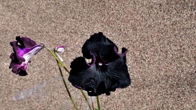 DS-2543 streptokarpus смотреть онлайн