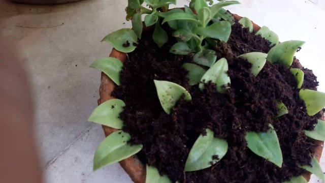 How to grow baby sun rose plant propagation for lives. смотреть онлайн