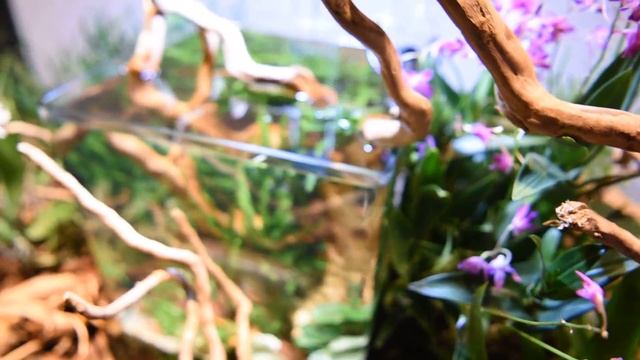 Декоративный мини-сад UDeco MiniGarden с аквариумом DENNERLE NanoCube 30 л смотреть онлайн