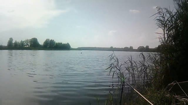 Бешеный клев карася на маховую удочку на платном водоеме Ляхово. смотреть онлайн