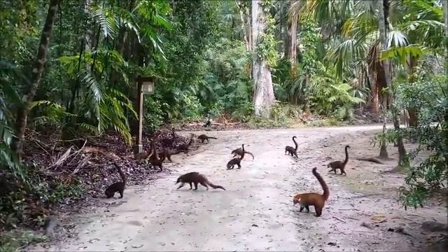 Обитатели парка Тикаль - писоте. Гватемала. Guatemala. Tikal