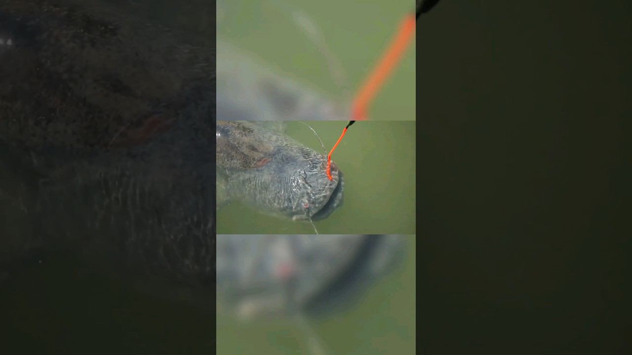 СОН рыбака! Как ПОЙМАТЬ монстра? https://youtu.be/TFsBxOxhGo4?si=Jr4Rm4vQBi7TgklM #снастиздрасьте смотреть онлайн