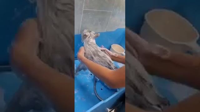 Экспресс-линька для кота смотреть онлайн