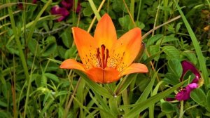 Животный и растительный мир Сахалина