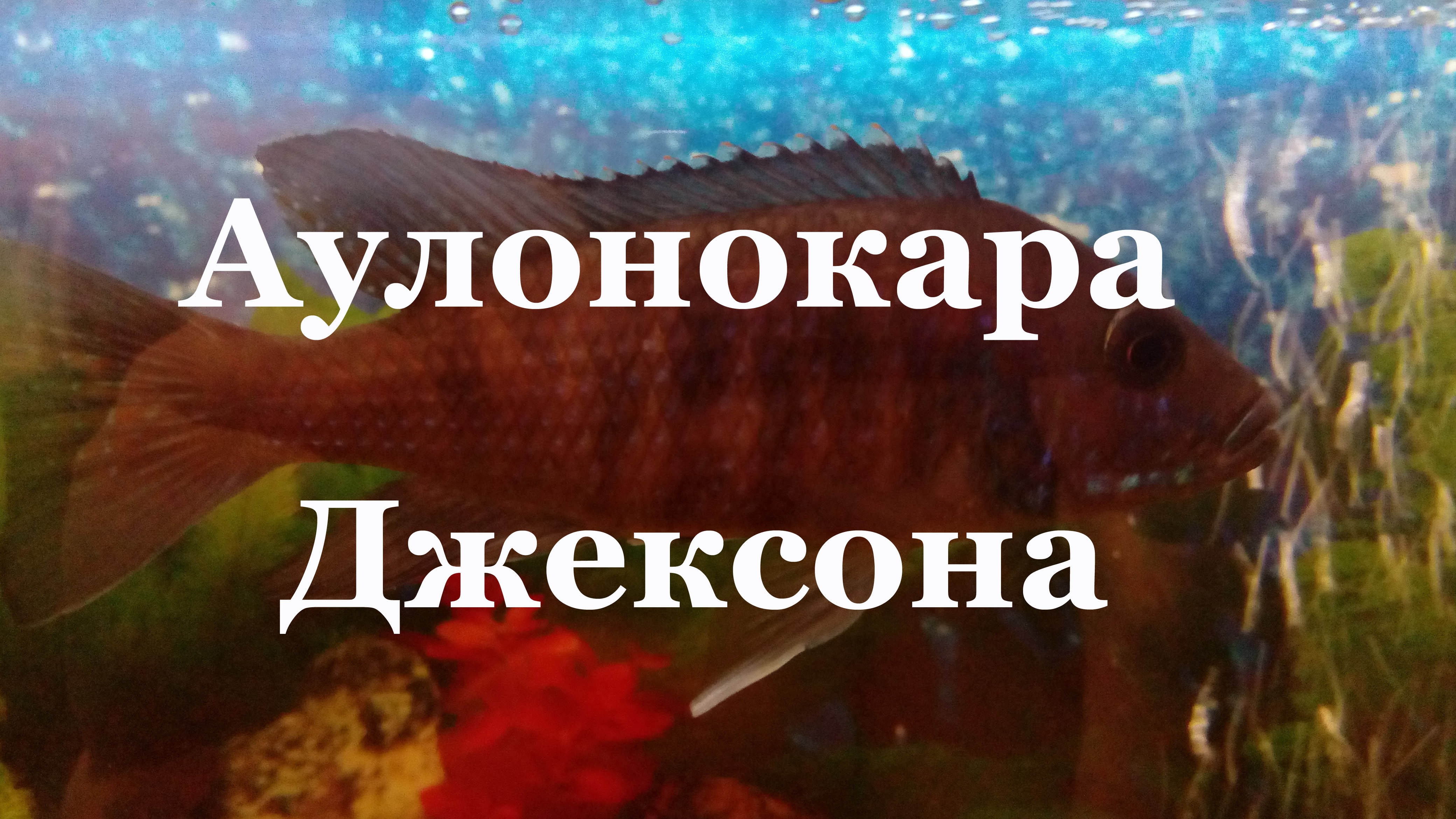 Хаплохромис васильковый (василек): повреждение роговицы глаза, лечение смотреть онлайн