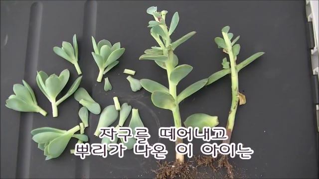 다육 비취후리데 꽃대로 삽목하여 번식하기 Echeveria peach pride смотреть онлайн