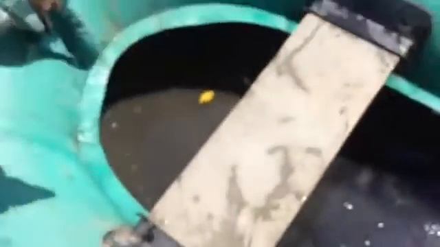 Пиранья пойманая на реке Томь смотреть онлайн