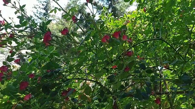 РОЗА РЕД КАСКАД //Rosa Red Cascade смотреть онлайн