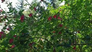 РОЗА РЕД КАСКАД //Rosa Red Cascade