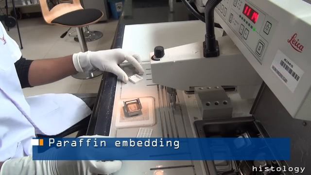 FFPE - Tissue Processing/Embedding/Sectioning for Histology, Immunohistochemistry (IHC), ISH & FISH смотреть онлайн