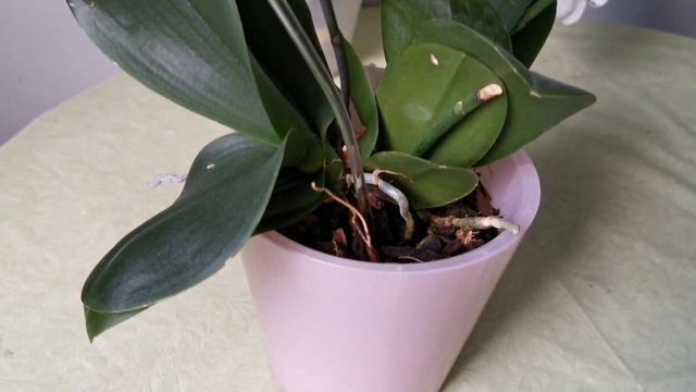 Цветение моих орхидей. Часть моей коллекции. Кто меня радует❤️ смотреть онлайн