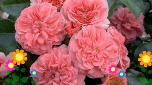 Роза кустовая Les Quatre Saisons. Краткий обзор, описание характеристик, где купить саженцы