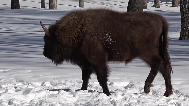 Питомник зубров. Окский заповедник смотреть онлайн