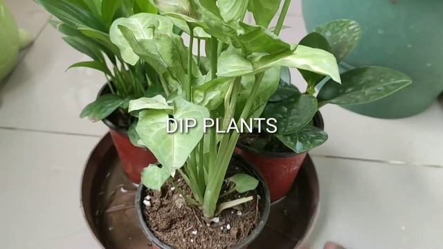 Best quality Healthy plants by Daksh India in Gurugram смотреть онлайн