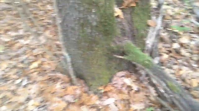 Чудеса в Краснодарском лесу, гуляю, просто осенняя сказка смотреть онлайн