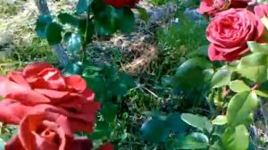 Роза Терракота цветение 2020