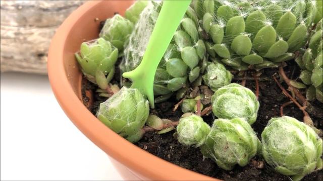 SEMPERVIVUM ARACHNOIDEUM | Siempreviva de Arañas 🕷 смотреть онлайн