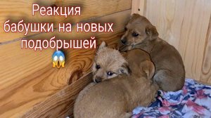 Реакция бабушки на подобраных в мороз щенят.  Как чувствует себя Кузя?!