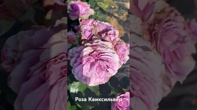 Роза Квиксильвер/rose Quicksilver #розарий #розы #садоводство #цветы #roses смотреть онлайн