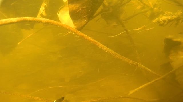 Подводная охота Астрахань сентябрь 2015 / Spearfishing In Russia