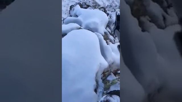 Охота на горного барана смотреть онлайн