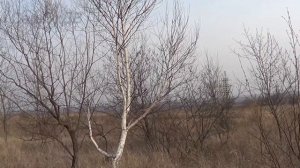 Ранняя весна, пробуждение природы...