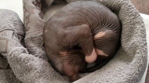 канадский сфинкс ✔ уход и кормление лысого котенка ✔ мой маленький питомец