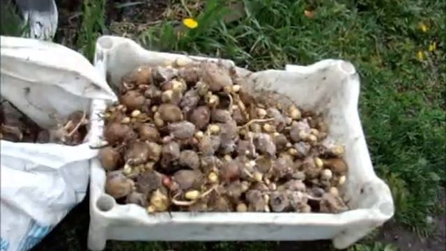 Картофель 2 года хранения в яме смотреть онлайн