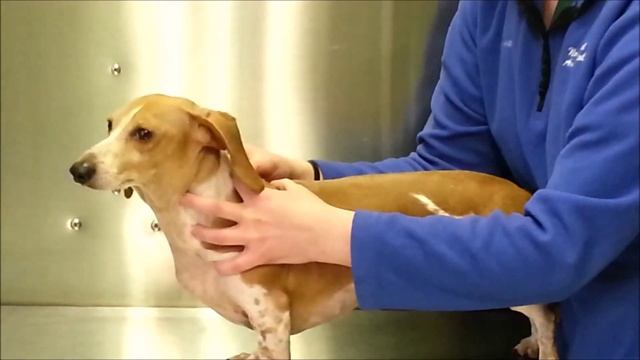 NMAH- How to apply K9 Advantix to your dog смотреть онлайн