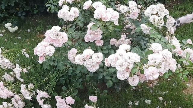 Мне красиво... #мойпрекрасныйсад #розывподмосковье #мойрозовыйсад смотреть онлайн