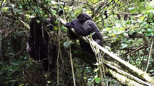 MOUNTAIN GORILLA TREK CONGO VIRUNGA 4K смотреть онлайн