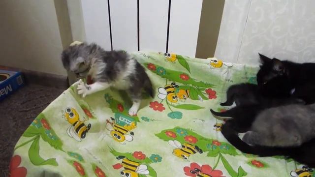 СПАСЕНИЕ КОТЯТ Кошка Кормит ЧУЖИХ КОТЯТ ///ДНЕВНИК Кота Василия смотреть онлайн