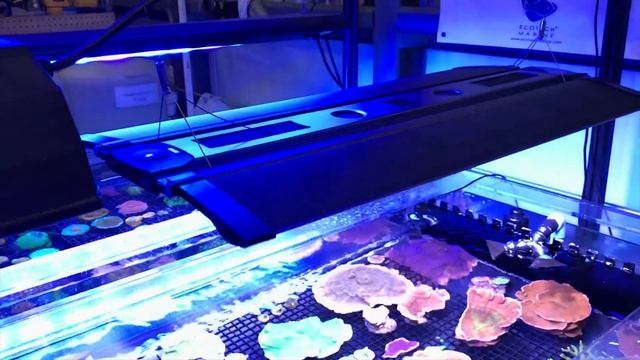 Recurve LED Review: An AWESOME New Kind of Aquarium Light! смотреть онлайн