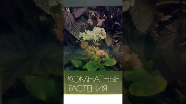 17 августа 2019г."Клён "под гитару. смотреть онлайн