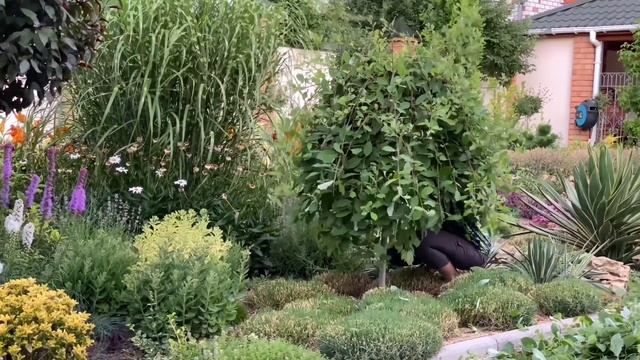 Важная летняя обрезка ивы ? ИВА КОЗЬЯ КИЛМАРНОК ? Уход за ивой смотреть онлайн