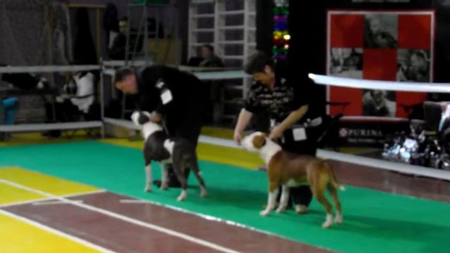 кобели Чемпионы смотреть онлайн