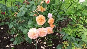 Розы Остина. Dame Judi Dench. (Шраб)