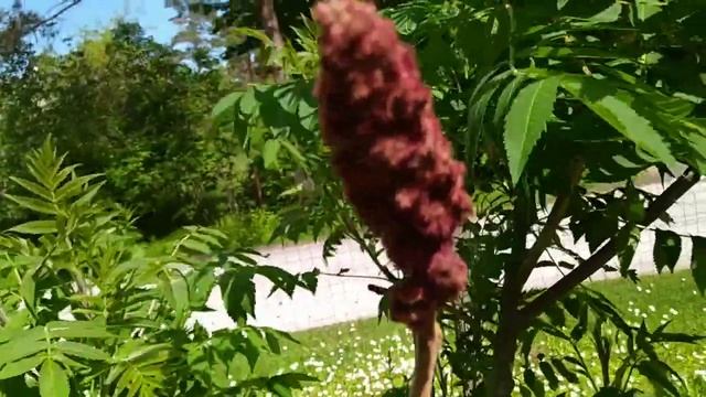 стрижка уксусного дерева. смотреть онлайн